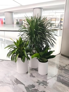 宁波余姚绿植租摆服务好